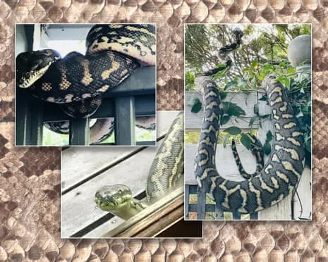 Welcoming my Serpents in the Overhead Space: An Evolution from Dread to Fascination